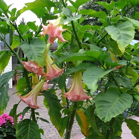 Al Drago Bed & Breakfast 3*