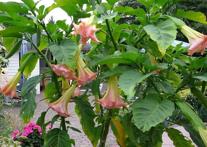 Al Drago Bed & Breakfast 3*